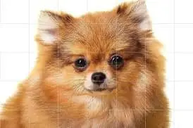 博美犬原始照片